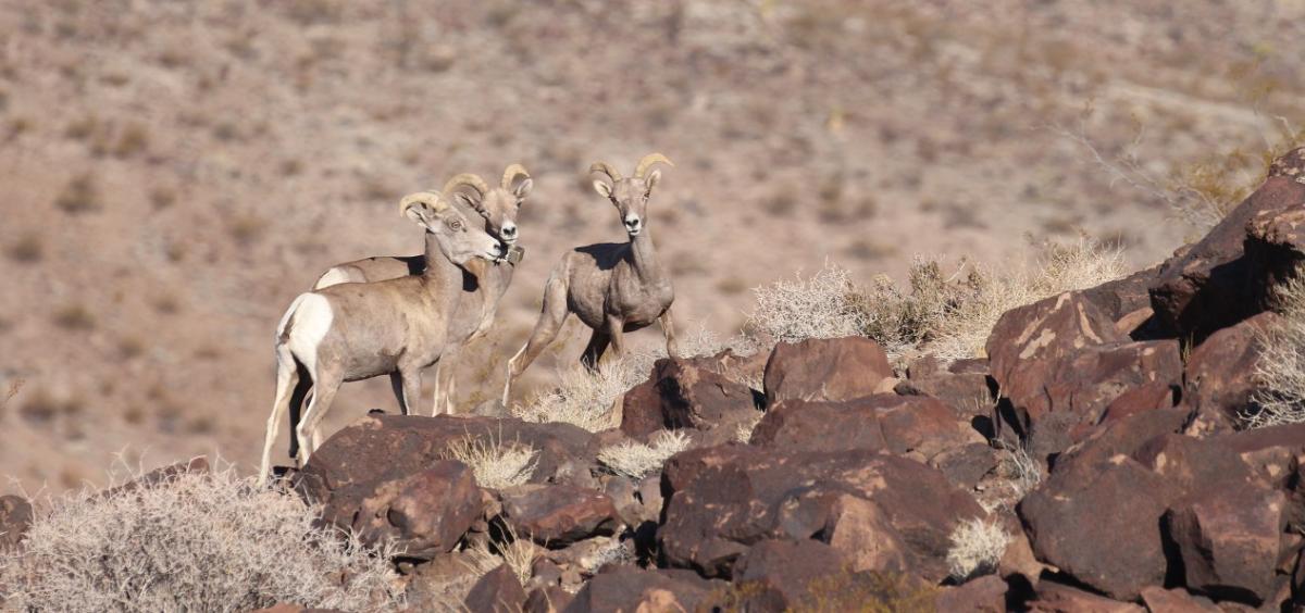 Three bighorn ewes, photo by Regina Abella, California Department of Fish and Wildlife.