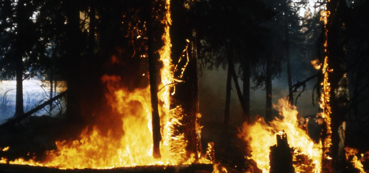 Forest fire