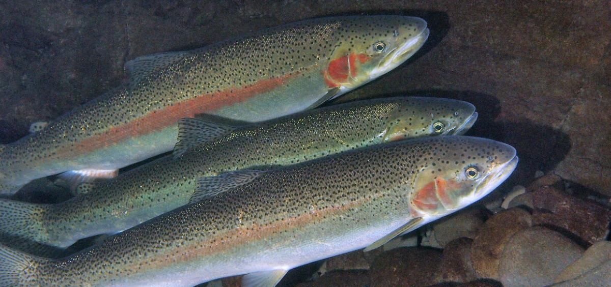 Steelhead