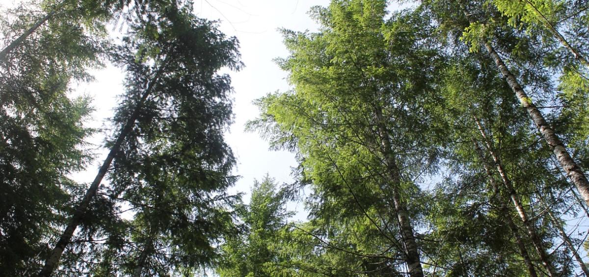 Forest canopy, H.J. Andrews Experimental Forest