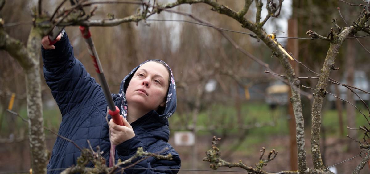 A person pruned a fruit tree at an OSU Extension pruning workshop in Independence, Oregon.