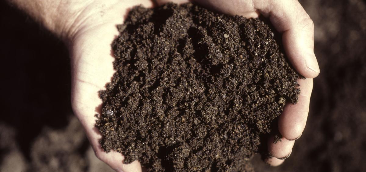 Hands holding soil.