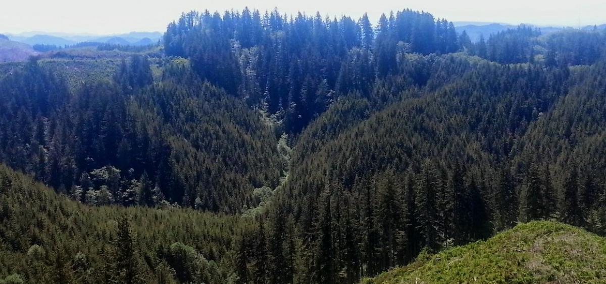 Elliott forest