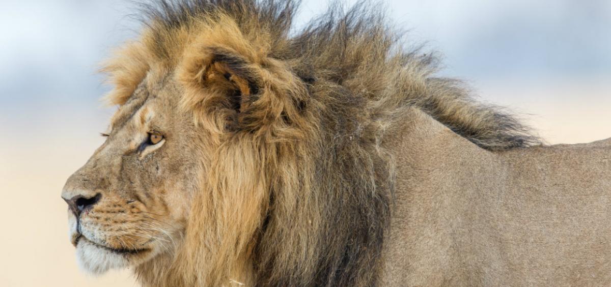 Cecil the Lion