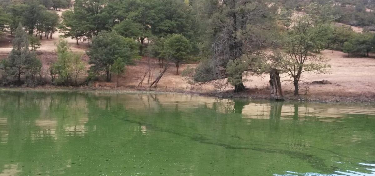 Harmful algal bloom