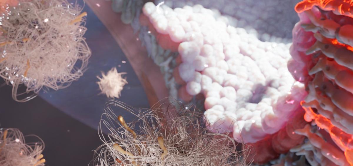 Nanoparticles accumulate in neural retina, image by Tetiana Korzun