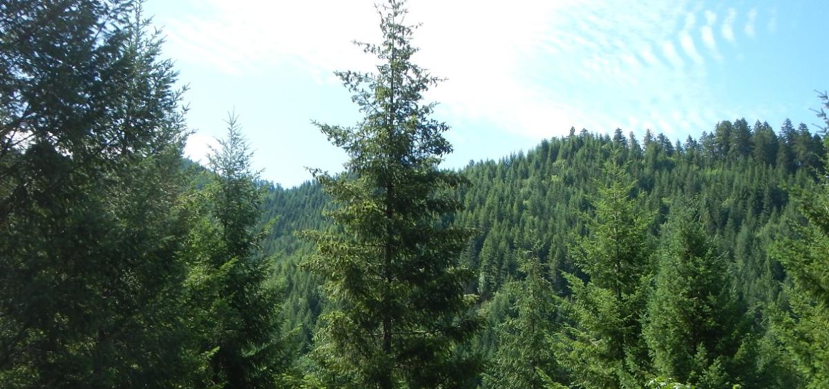 Douglas-fir trees, photo by Lina DiGregorio