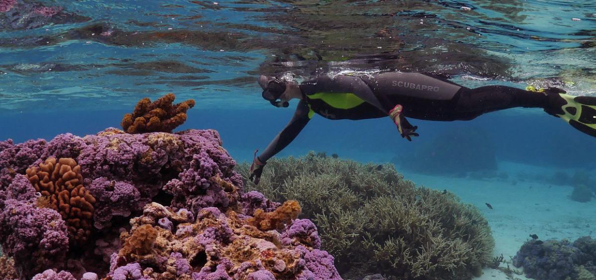 Rebecca Vega Thurber, a coral microbiologist at Oregon State University, surveys a coral reef on Mo'orea, French Polynesia.