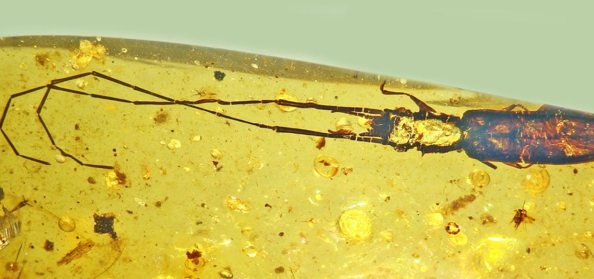 Researchers led by an Oregon State University scientist have identified a new species of beetle from Burmese amber, a specimen with antennae nearly 8 millimeters long attached to a 2.3-millimeter body. Collaborators named the new silvan flat bark beetle P