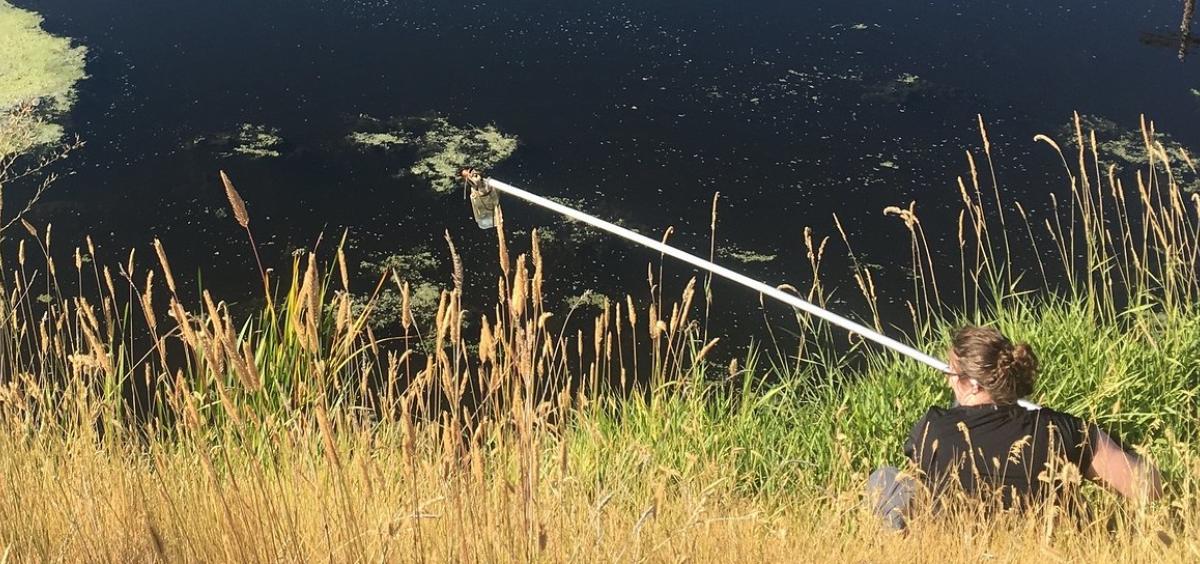 Algae sampling
