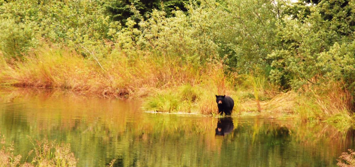 Tongass National Forest, photo by Logan Berner