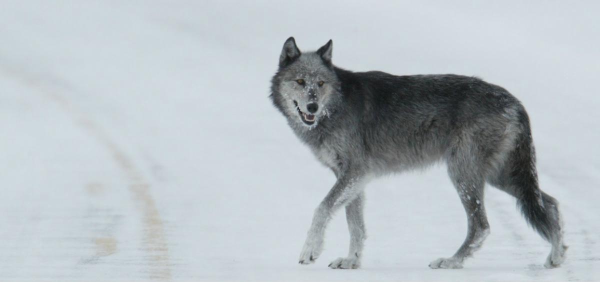 wolf