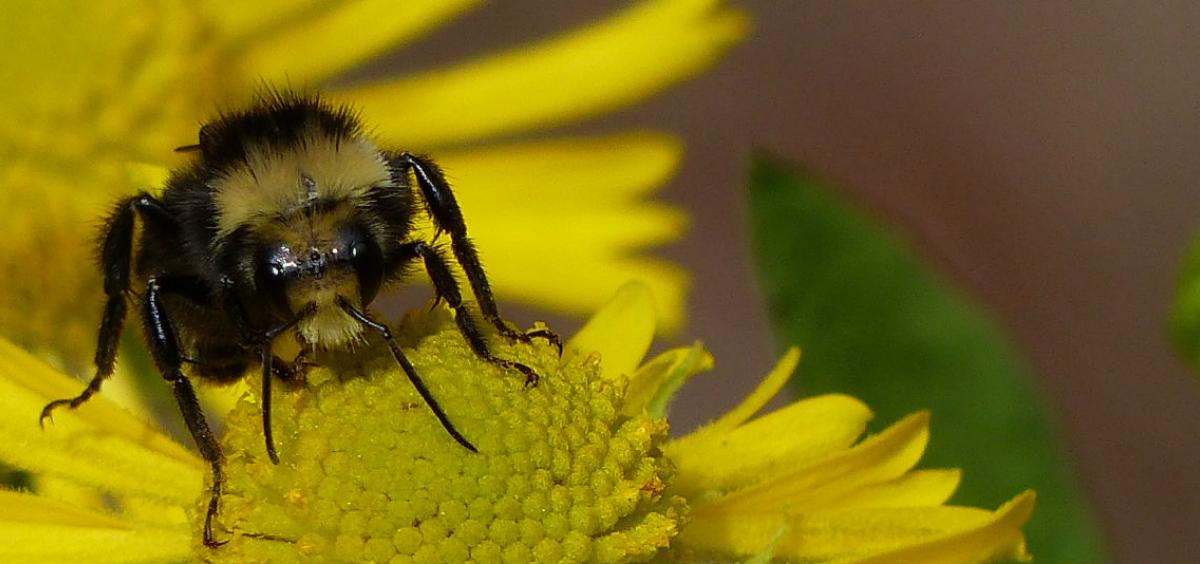 Bee