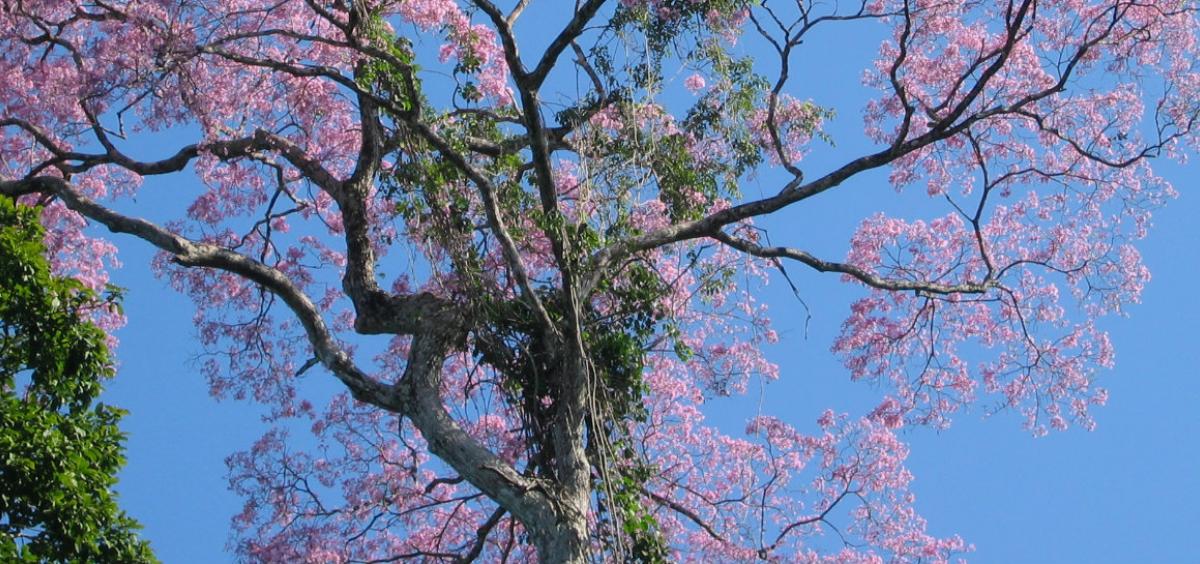 Ipe tree