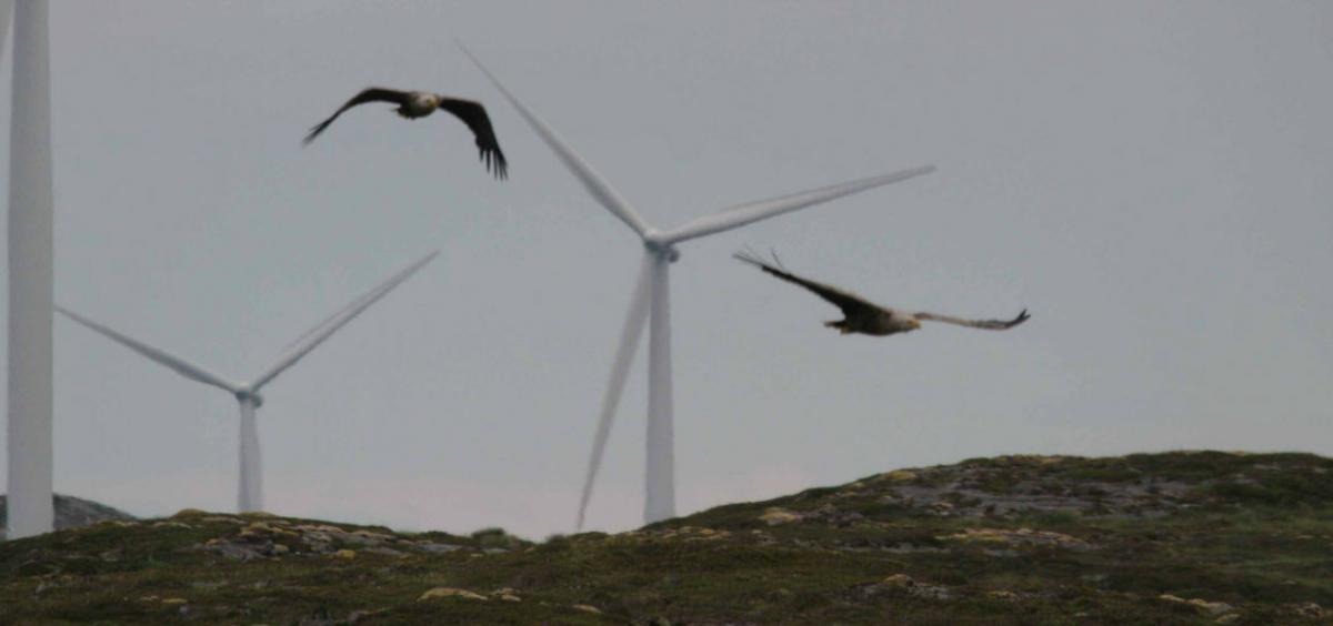 Eagles