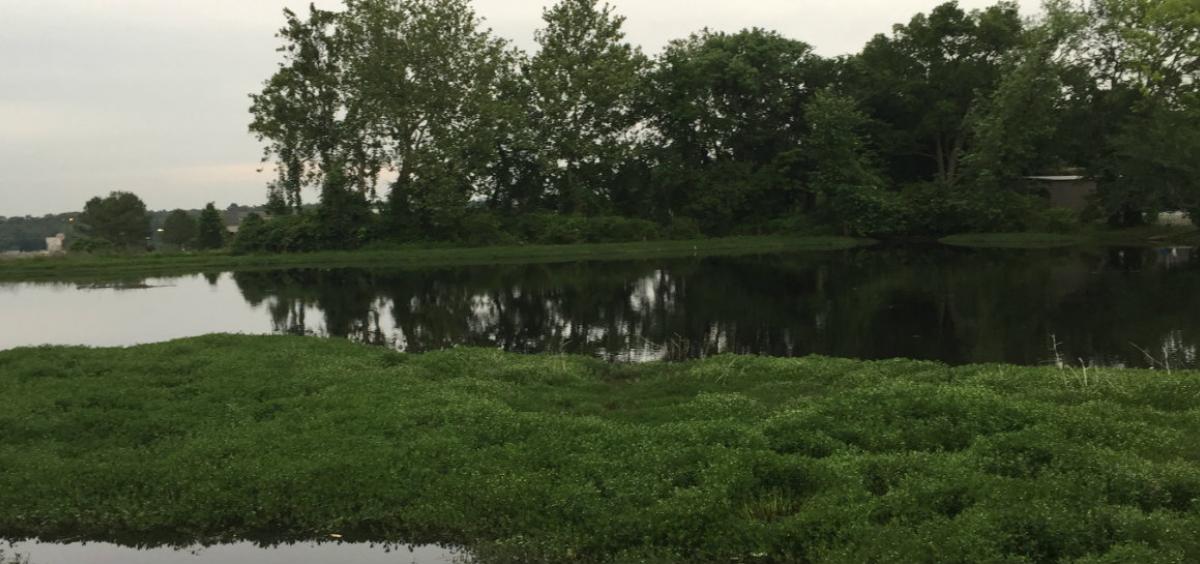 eutrophication