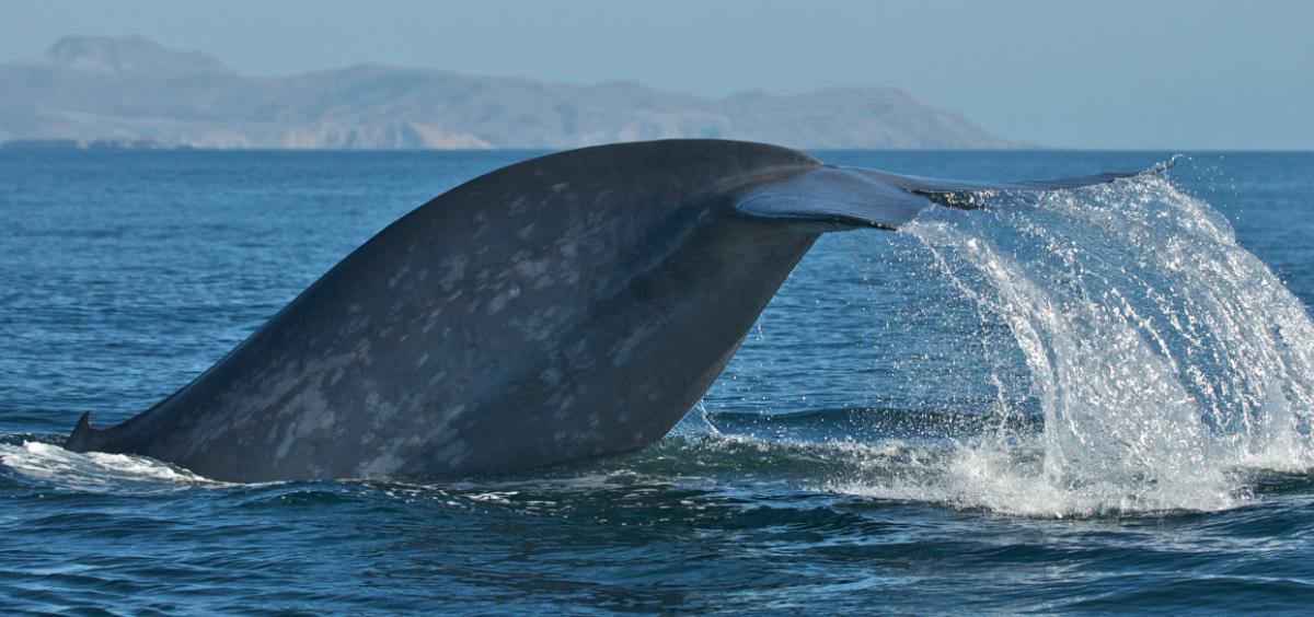 Whale in the sea