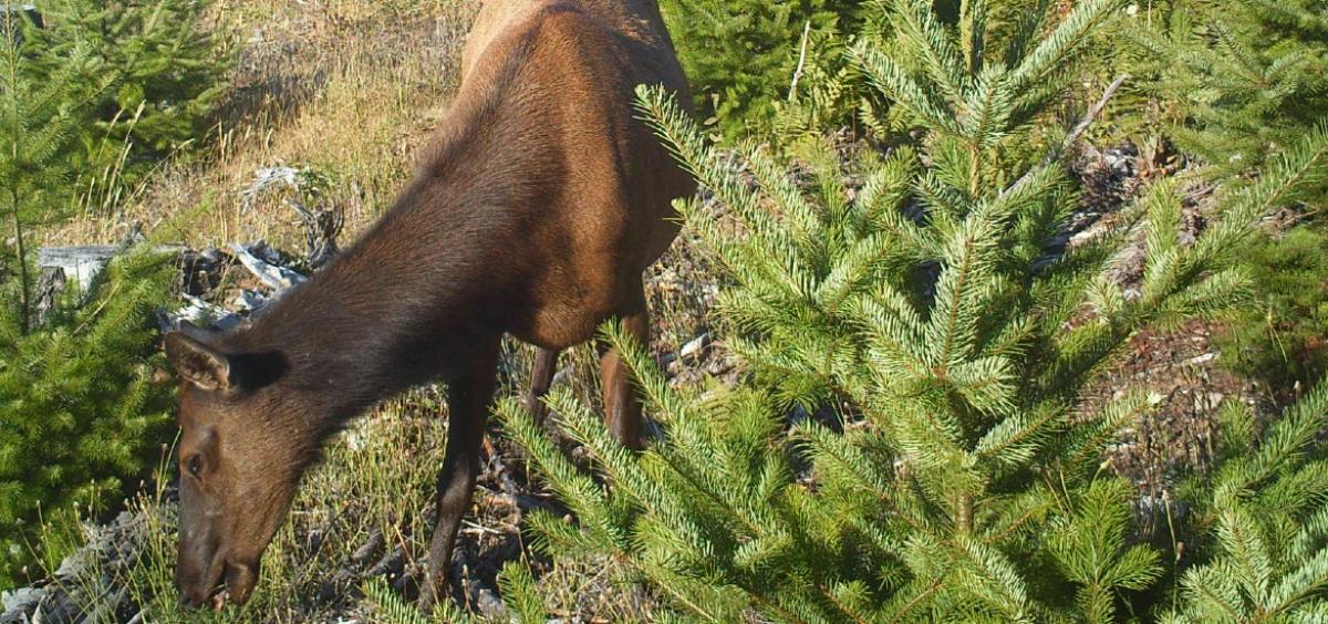 Browsing elk