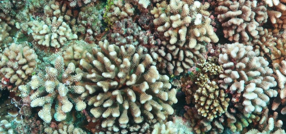Corals