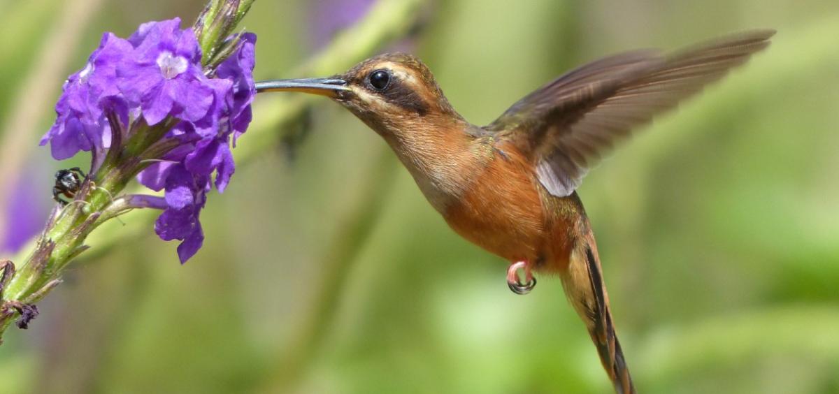 stripe-throated hermit