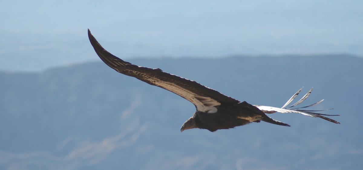Image shows a majestic California condor in flight, wings stretched wide showing the characteristic white band underneath, hazy blue hills in the background. 