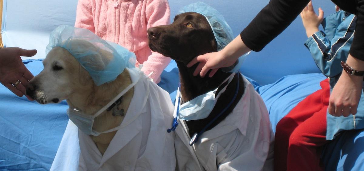 Image shows two labradors wearing white lab coats and blue surgical hairnets, looking as if they just finished a grueling shift.