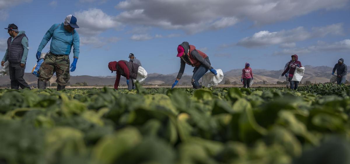 Image of farmworkers picking spinach; green foreground of spinach plants under blue sky dotted with clouds.