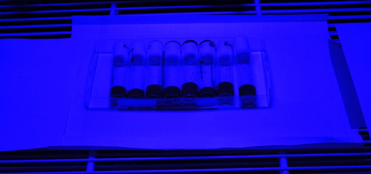 Flies under blue light