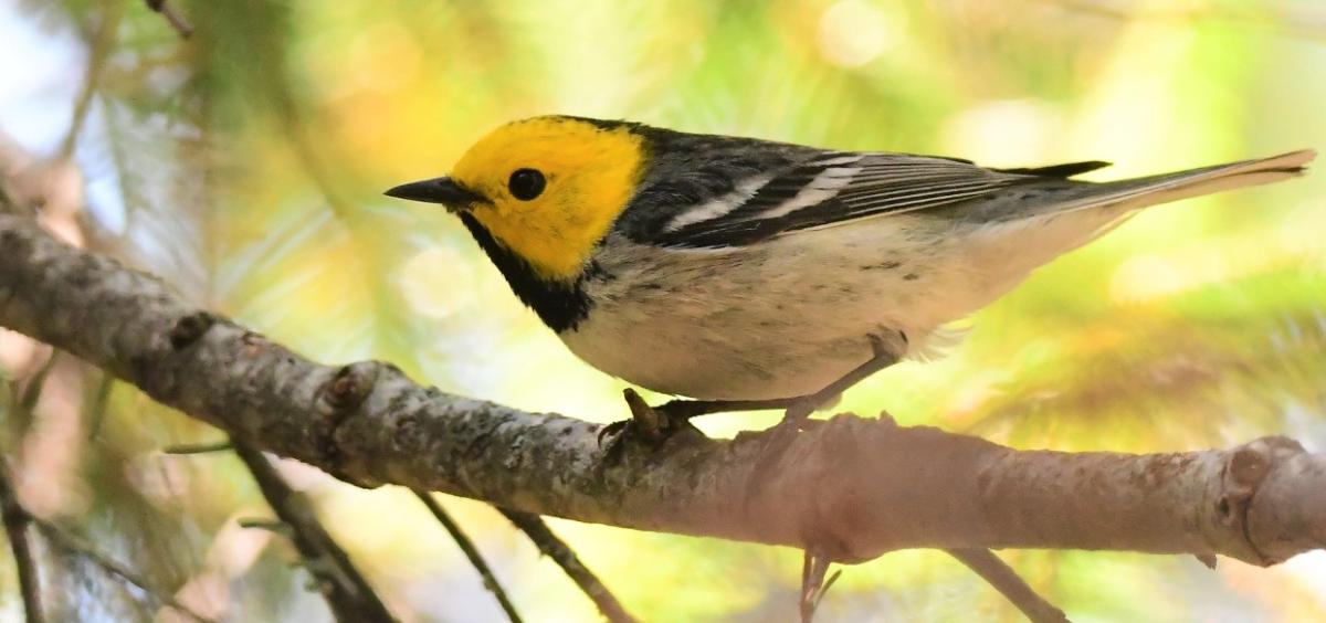Hermit warbler