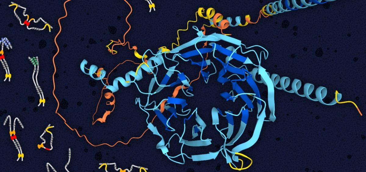Dynein intermediate chain structure showing folded WD repeat domain in the center (blue) and disordered N-terminal domain (orange). Illustrated on the left are multiple models of open and closed structures of the disordered domain (grey) bound to light ch