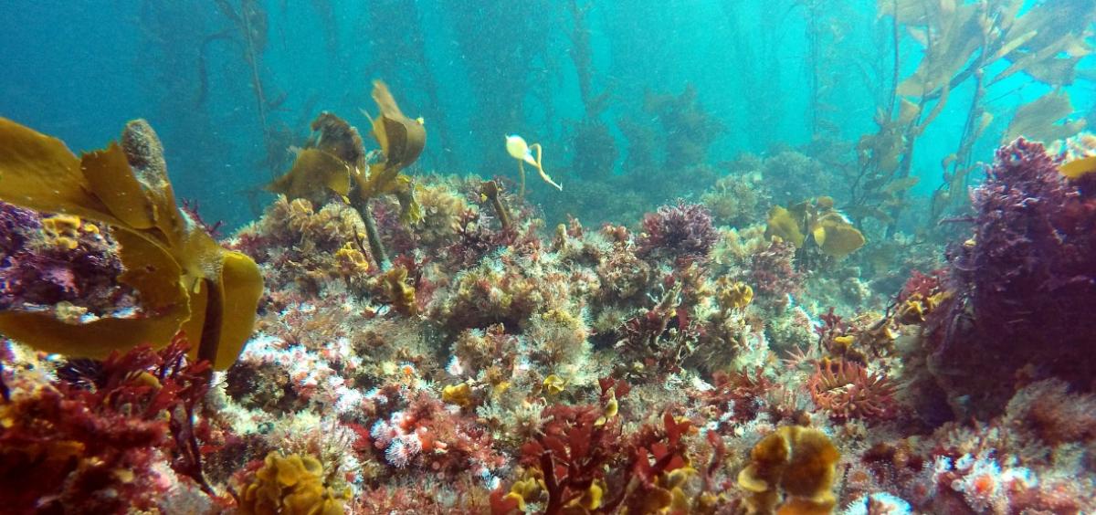 Kelp-urchin mix