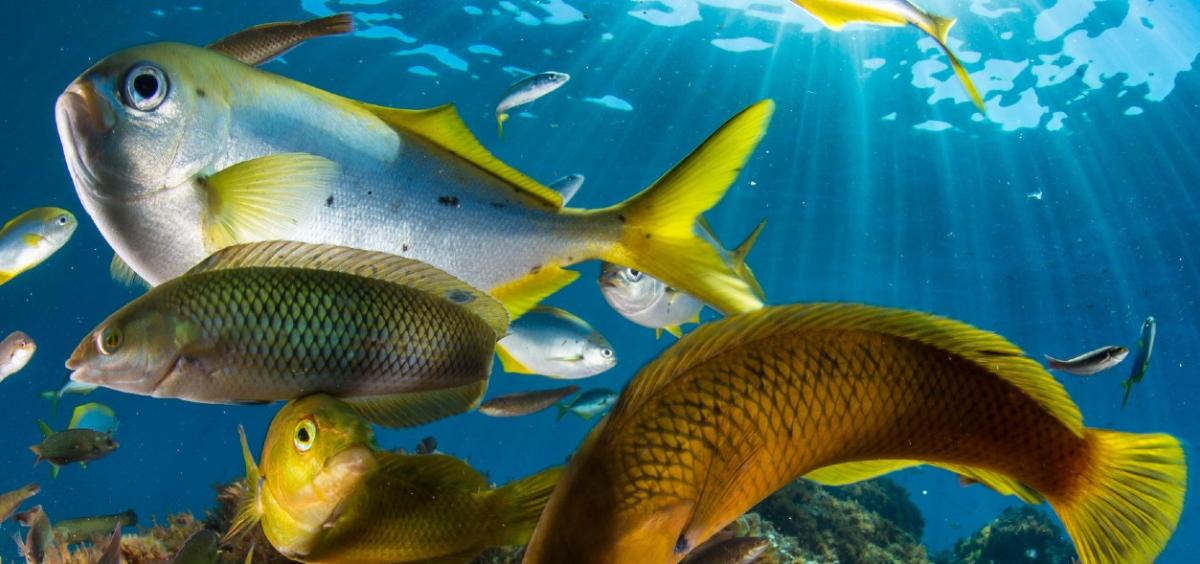 Reef fishes