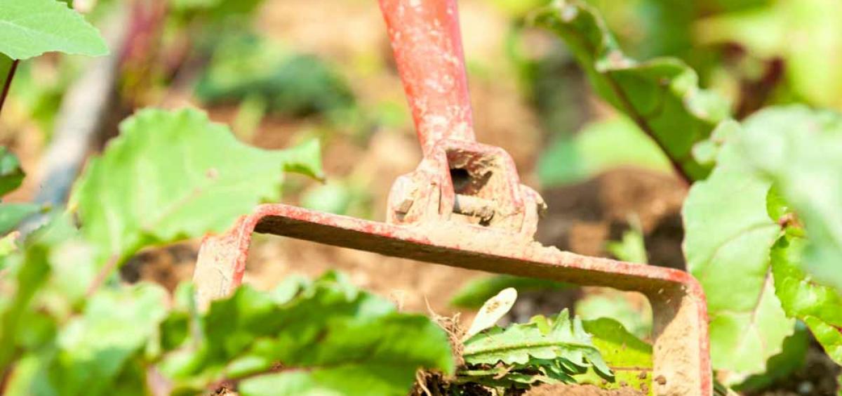 A hoe is a good tool for weeding.