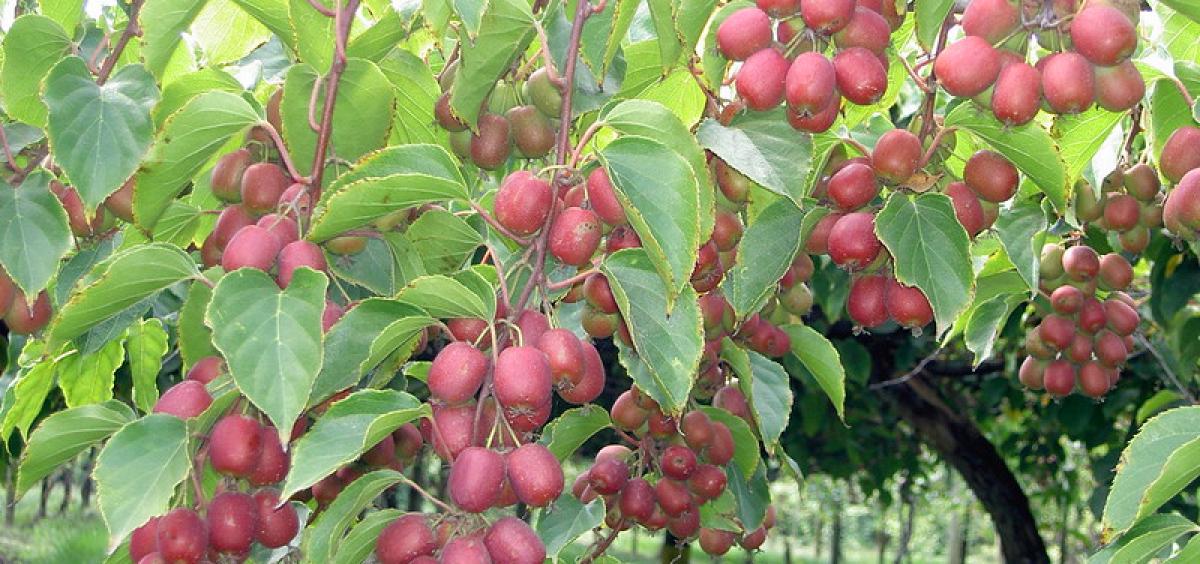 "Ananasnaya" is a hardy, fuzzy kiwifruit.