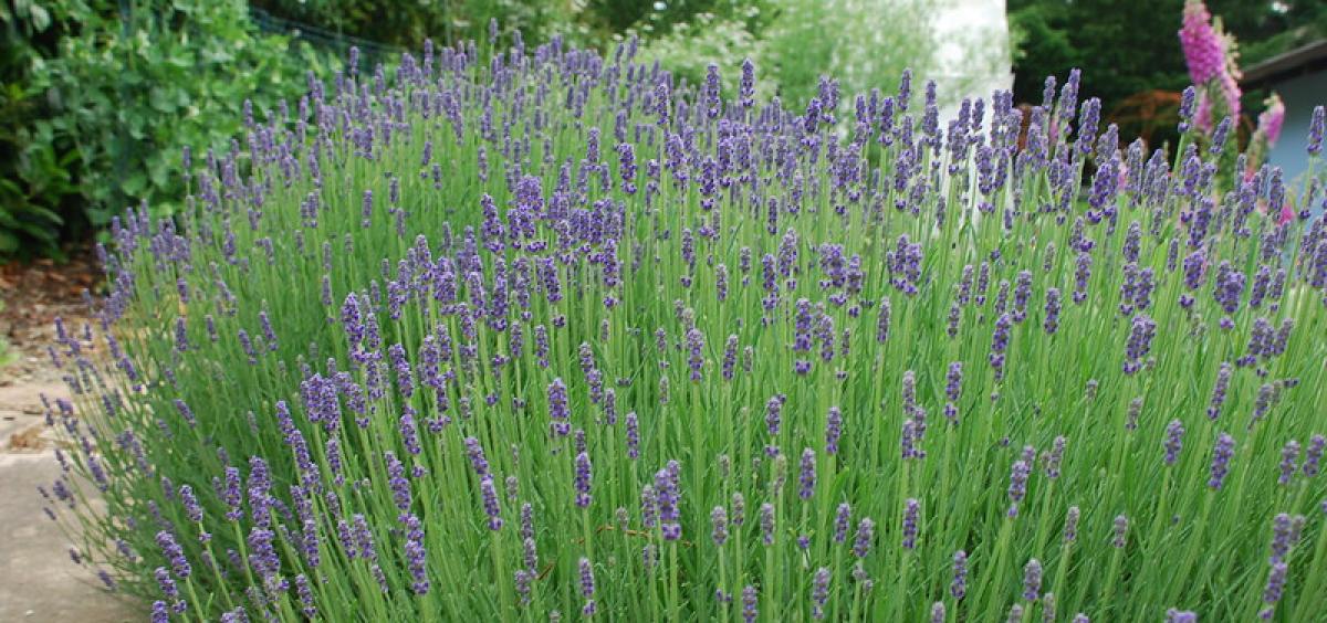 Lavender