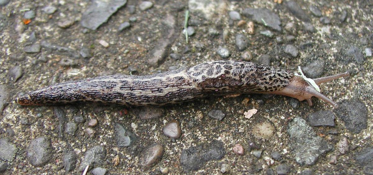 A gray slug on a sidelwak.