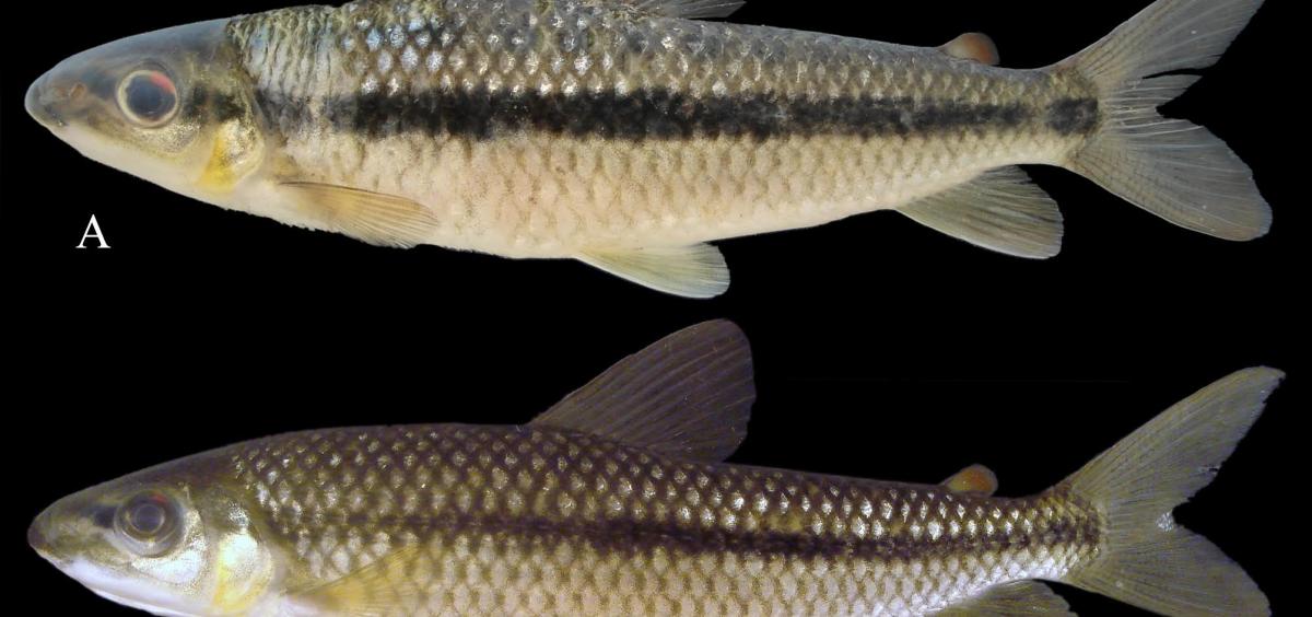 Sidlauskasi fish