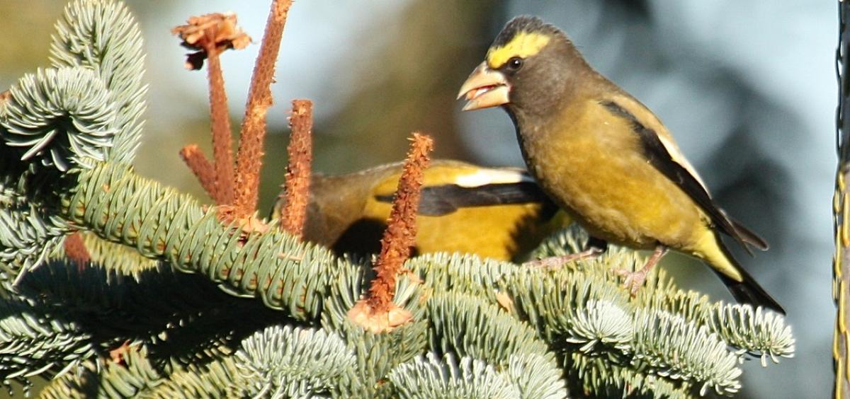Male evening grosbeak