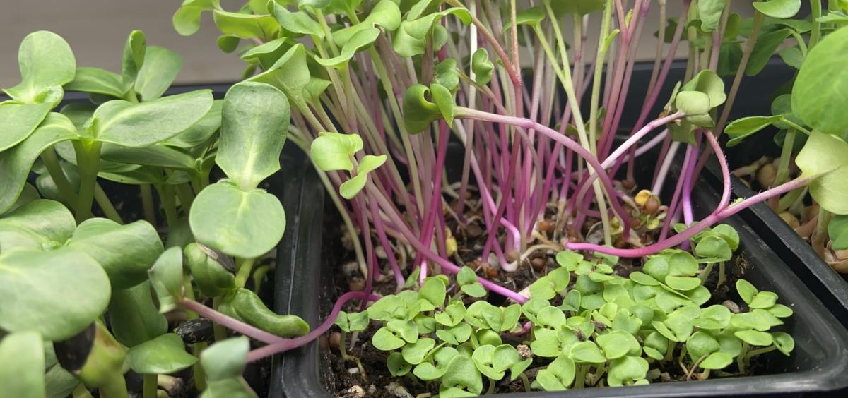 Three varieties of microgreens in containers.