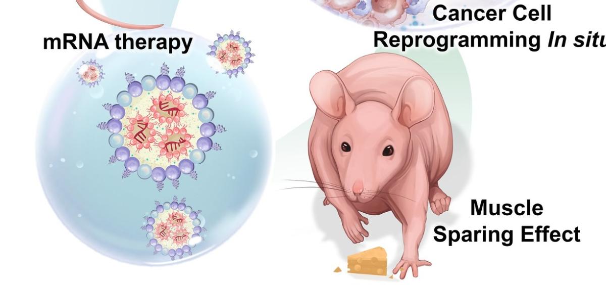 Graphic depicting therapy in mouse model