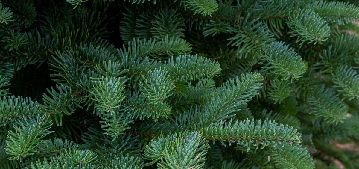 Green needles of the Noble fir, which are used as Christmas trees.