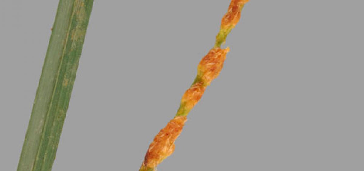 Orchardgrass infected by a non-toxic species of Rathayibacter