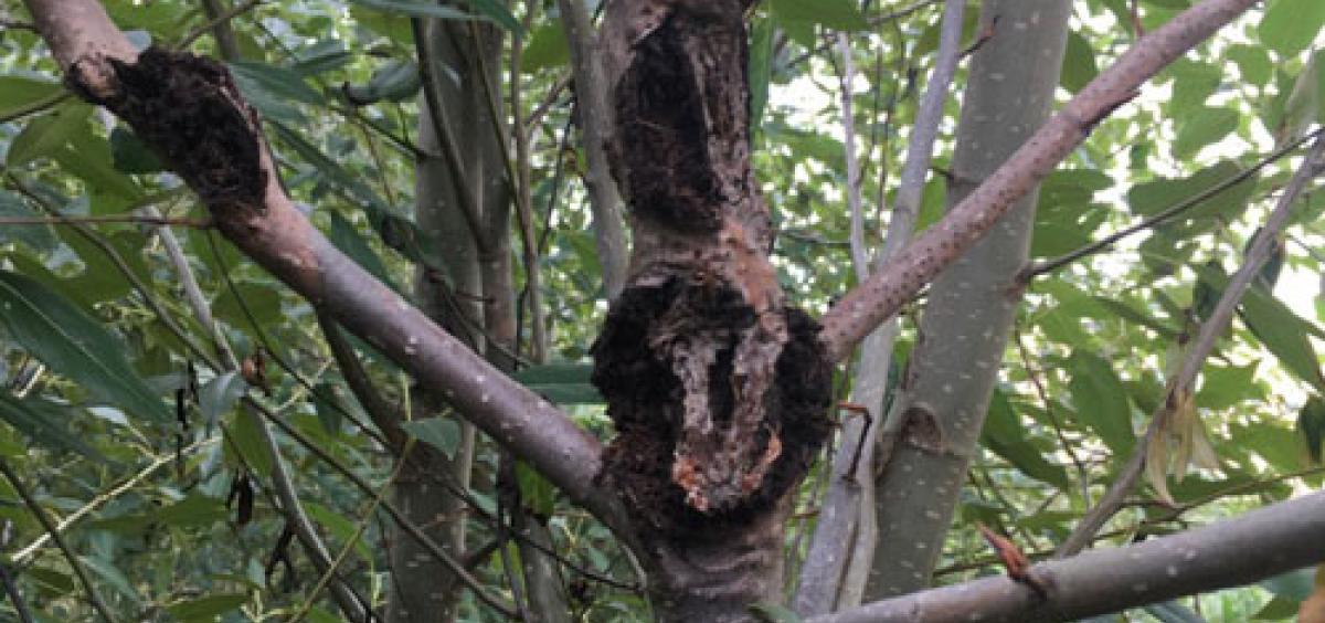 Black cottonwood poplar trees are vulnerable to a pathogen known as Septoria that causes cankers to grow on the stem and branches