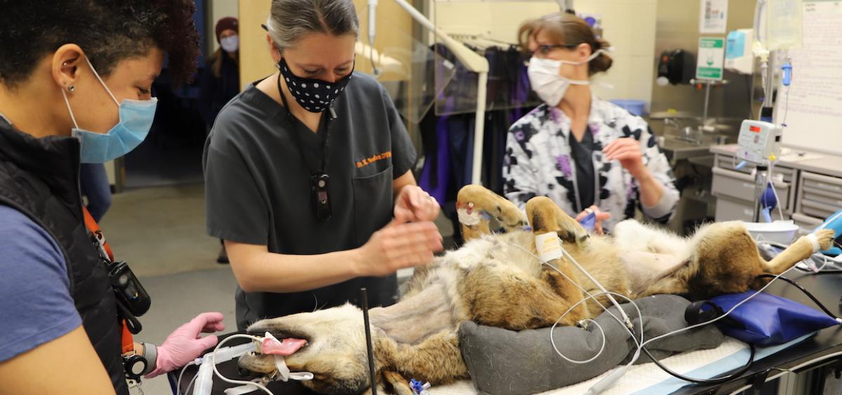 Image of red wolf Chester face-up on operating table with medical team around