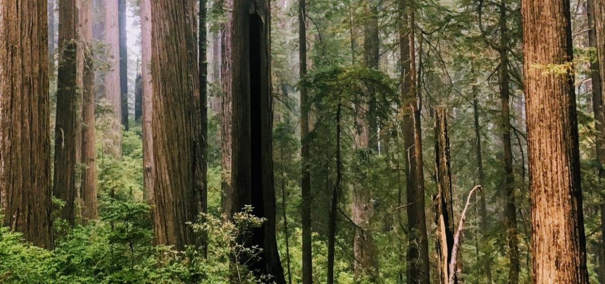 Redwood forest