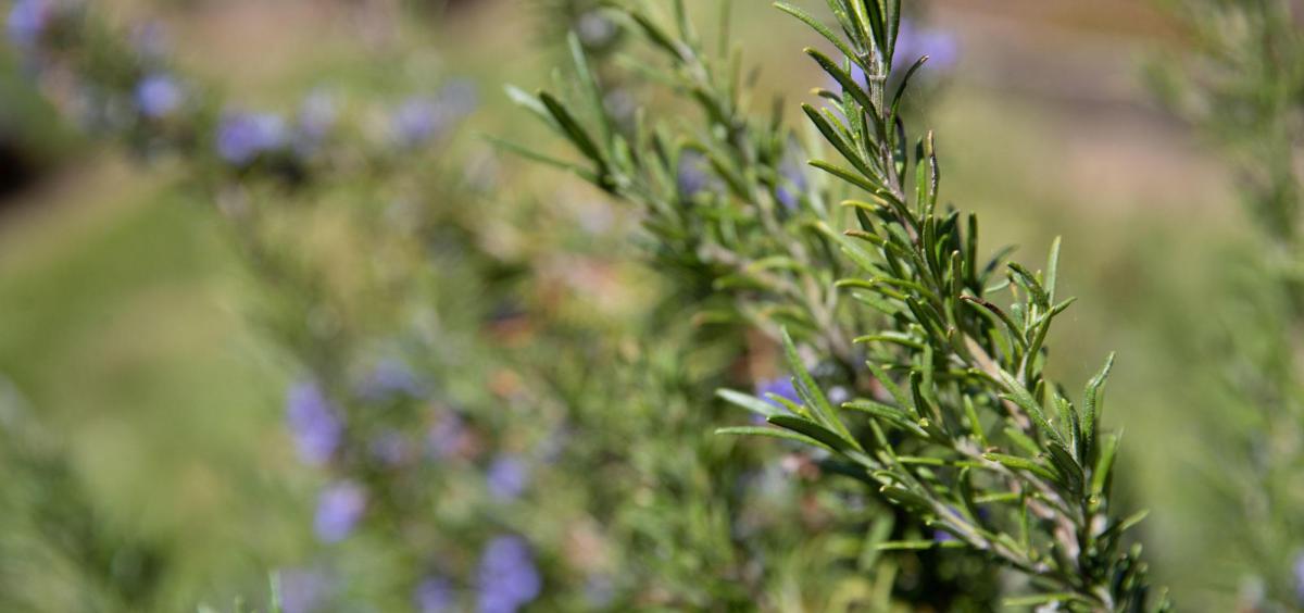 A rosemary plant.