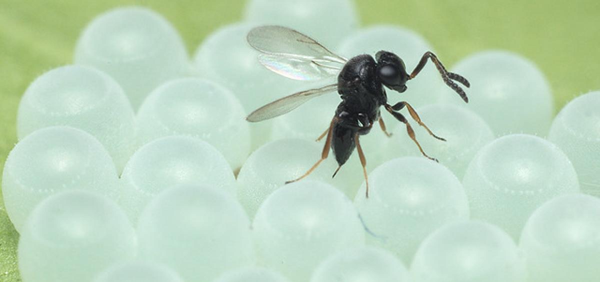An adult samurai wasp lays eggs in a mass of brown marmorated stink bug eggs