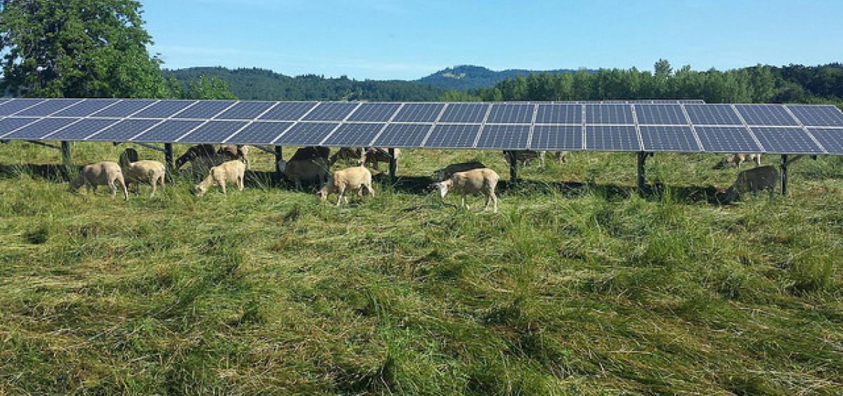 sheep grazing under array