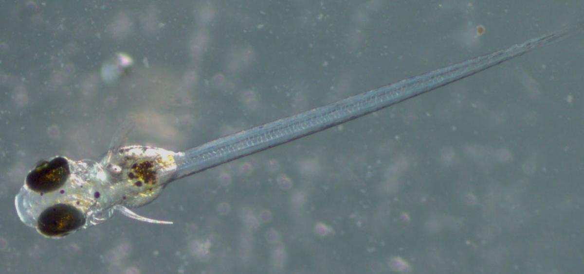 An inland silverside fish three days after hatching from the egg