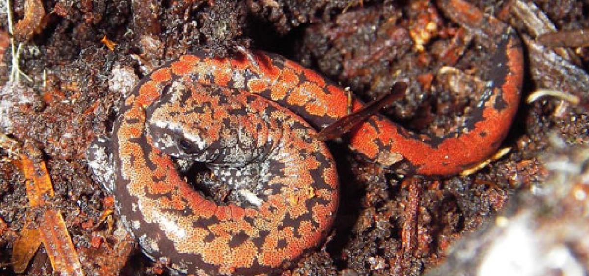 Oregon slender salamander
